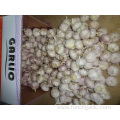 Jinxiang Normal White Garlic